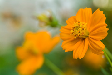 yellow flower with green leaf isolation