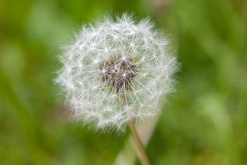 Dandelion on abstract green background