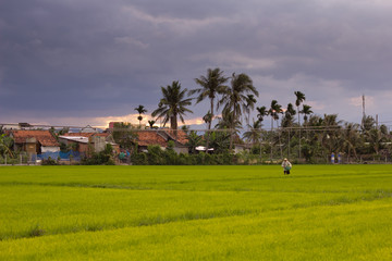 Obraz premium Man working on a rice field in Vietnam with palm on background