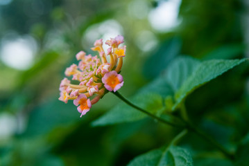 small colorful flowers in green leaf isolation