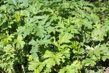 Green foliage of a Sosnowsky's hogweed (Heracleum sosnowskyi). Invasive plant in Belarus