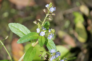 Brooklime or European speedwell (Veronica beccabunga) in wild, Belarus