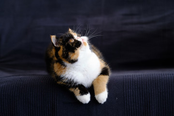 una gata exótica tricolor sentada en el sofá