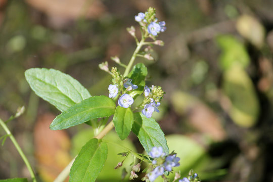Brooklime or European speedwell (Veronica beccabunga) in wild, Belarus