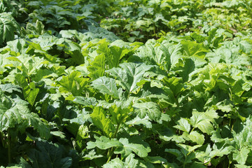 Green foliage of a Sosnowsky's hogweed (Heracleum sosnowskyi). Invasive plant in Belarus
