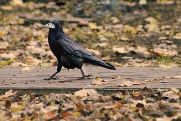 crow