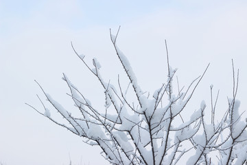 Tree snow covered bare winter white sky