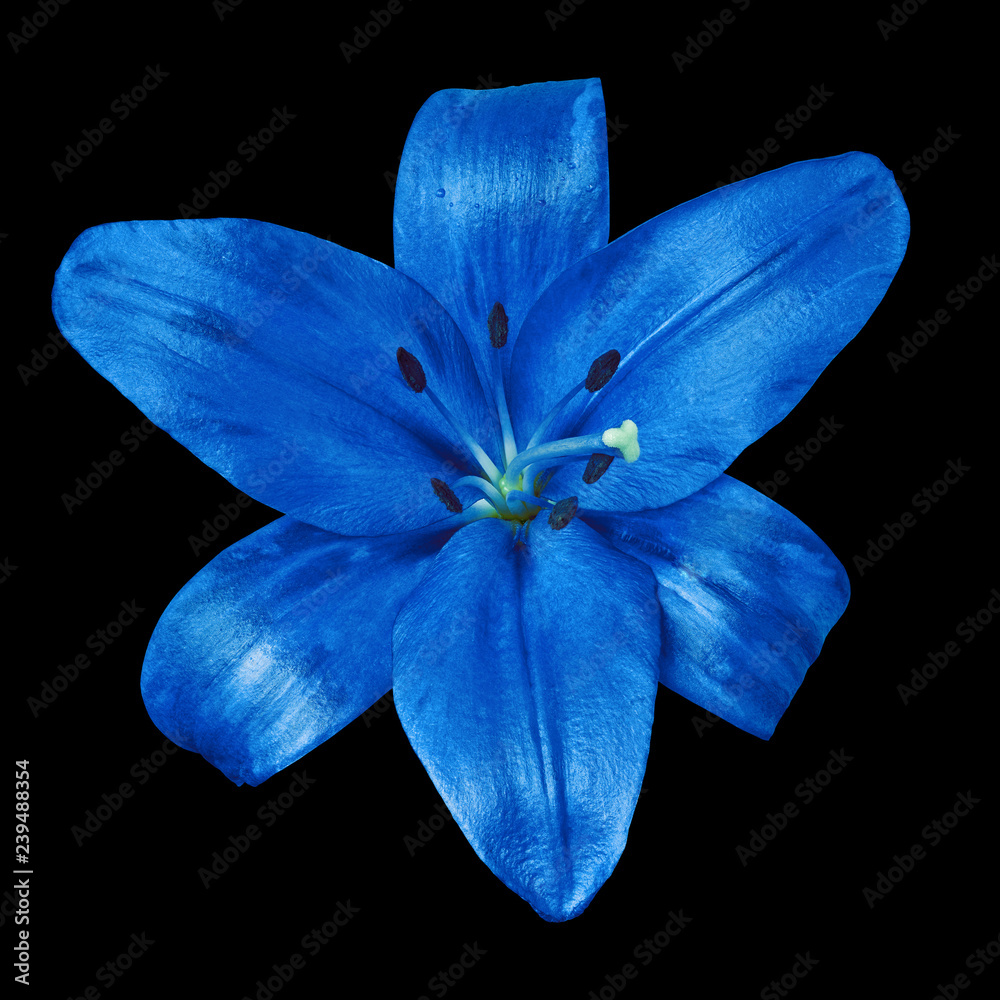 Wall mural flower blue lily isolated on black background. close-up. nature.