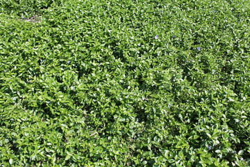 Ground cover with dense growth of periwinkle. Background with green leaves of periwinkle or Vinca...