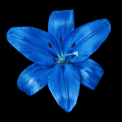 flower blue lily isolated on black background. Close-up. Nature.