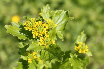 Barbarea stricta or small-flowered winter-cress in wild, Belarus