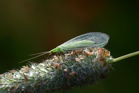 Common green lacewing, Chrysoperla carnea