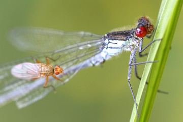 Predatory fly and damselfly