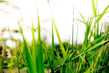 Obraz premium Out of focus green grass with sky background. Natural concept and green background