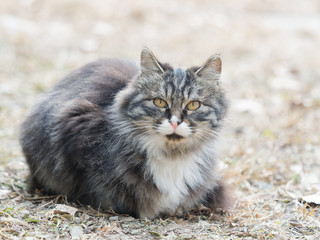 Portrait of a fierce Chinese cat with black, brown and white fur.