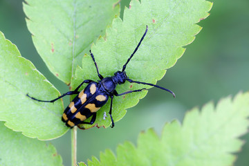 Four-banded longhorn beetle or longicorn,  Leptura quadrifasciata
