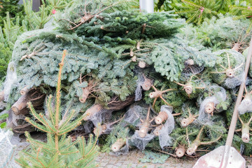 Weihnachtsbaumverkauf Tannenbaumverkauf Selbstabholung