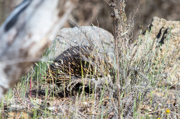 Echidna foraging in a grassy area