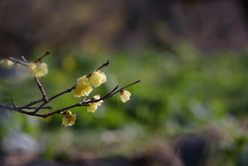 蝋梅（Wintersweet）