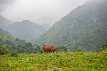 farm cows