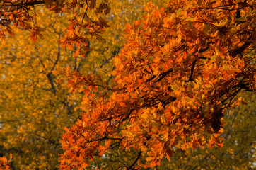 A branch of oak in the fall. Beautiful yellow bright leaves.