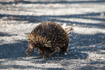 Echidna walking along on a country road