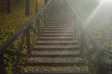 An old wooden staircase leading upwards is covered with fallen yellow leaves. Sunlit.
