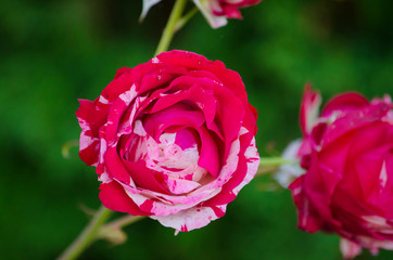 Two two-color roses, pink with white. On a green background.