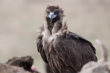 bird of prey 
