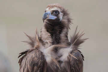 bird of prey 