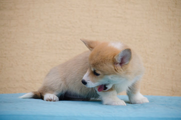 The puppy of the welsh corgi pembroke puppy lies yawning.