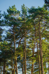 Sun-drenched tops of pines against the blue sky. Vertical photo.