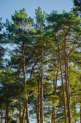 Sun-drenched tops of pines against the blue sky. Vertical photo.