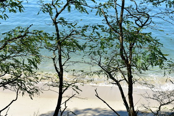Beach with white sand, trees and clear water with turquoise colour. Galicia, Spain.