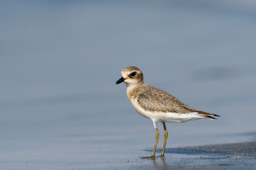 メダイチドリ(Lesser Sand Plover)