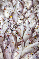 fish, food, market, fresh, seafood, sea, fishing, raw, healthy, animal, red, mackerel, freshness, cooking, ice, nutrition, catch, closeup, ocean, mullet, silver, delicious, meal, ingredient, fish mark