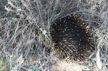 Echidna curled into a ball hiding in a long grass bush