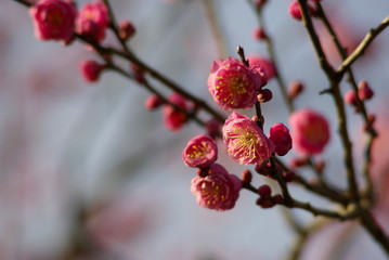 梅（Ume ）