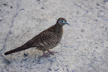 bird on the beach