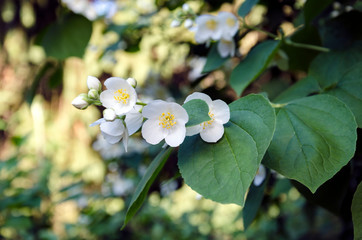 blooming jasmine branch