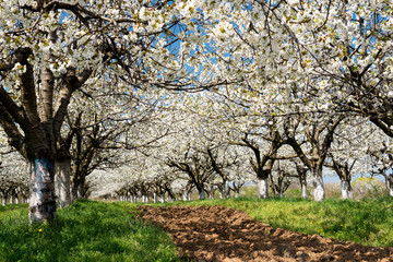 Rows of beautifully blossoming in white cherry trees on a green lawn in spring