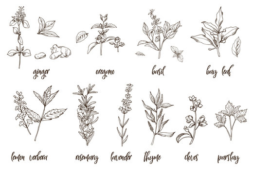 Hand drawn herbs and spices. Decorative background with sketch elements. Vector illustration