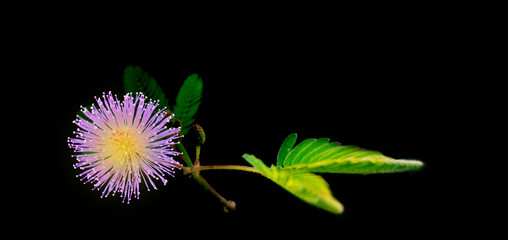 Blue flowers on a black background.