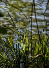 Herbes sur le marais de Champ-Pataule à Viriat, Ain, France