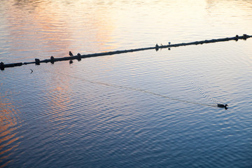 Birds on the river