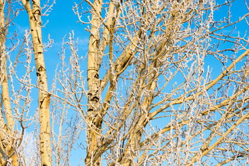 Frosted tree in frosty day against the blue sky