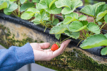 A young woman is picking up fresh seasonal strawberries in the garden, concept of organic farming, close up, macro.