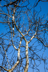tree, sky, nature, forest, birch, blue, branch, trees, bark, autumn, trunk, spring, winter, branches, wood, plant, park, green, leaf, season, leaves, flora, tall, foliage, landscape