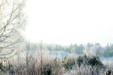 Frosted tree in frosty day against the blue sky