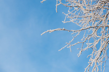 Frosted tree in frosty day against the blue sky